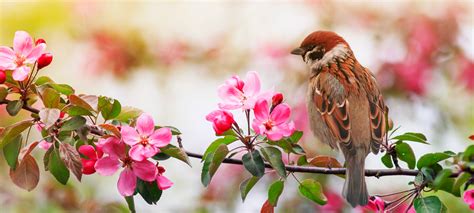 Nos Meilleurs Conseils Pour Attirer Les Oiseaux Au Jardin Fifty And Me