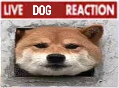 Image Tagged In Live Dog Reaction Imgflip