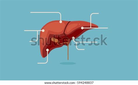 Liver Infographic Vector Illustration Stock Vector Royalty Free