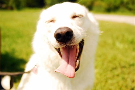 40 Maneiras De Fazer Seu Cachorro Mais Feliz Tudo Sobre Cachorros