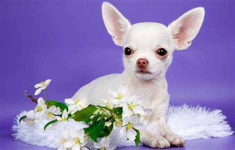 Chihuahua Puppies Wallpapers - Top Free Chihuahua Puppies Backgrounds - WallpaperAccess