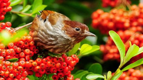 Download Beautiful Nature Birds Wallpapers Gallery