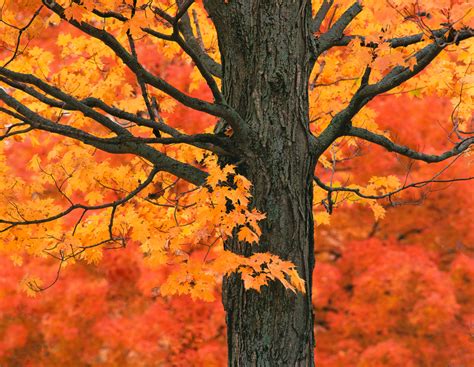 The Science Behind Fall Foliage « Tree Research « Tree Topics