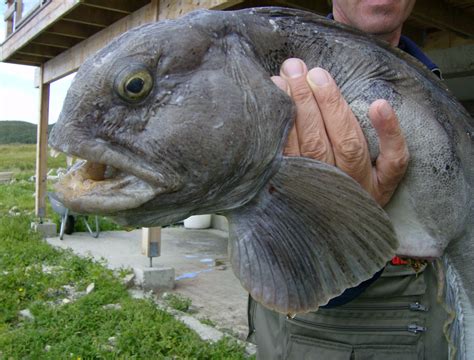 South American Wolf Fish