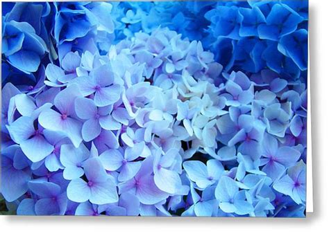 Blue Hydrangea Flowers Art Print Baslee Troutman Photograph By Baslee