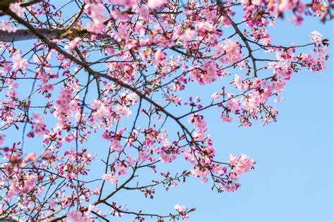Fotos Gratis árbol Rama Cielo Pétalo Primavera Rosado Flora