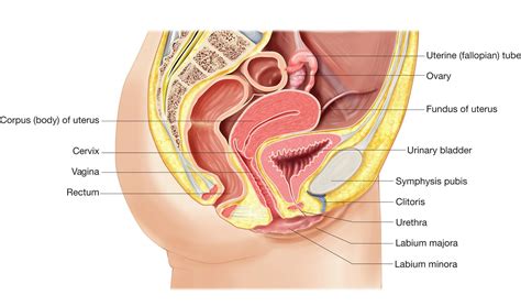 Female body internal organs chart with labels on white background. Female Reproductive System Diagram | 101 Diagrams