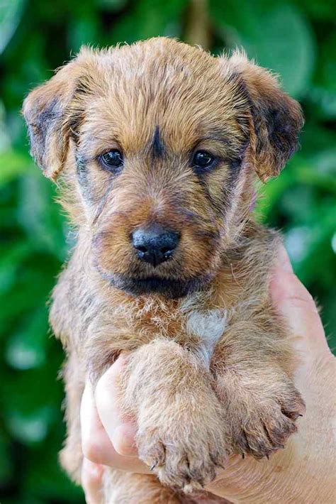 Irish Terrier Vom Hürtgenwald Irish Terrier S Wurf Huendin Lila