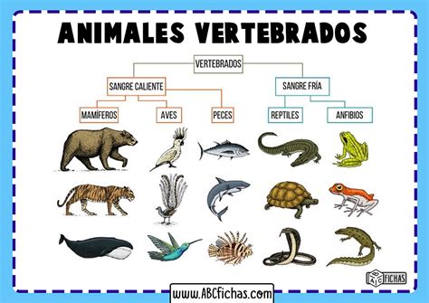 Clasificacion De Los Animales Animales Vertebrados E Invertebrados