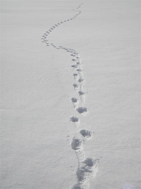 Fileanimal Tracks On Snow Probably Dog Tracks Wikimedia Commons