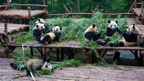 Giant Panda Chengdu Research Base Of Giant Panda Breeding Tours