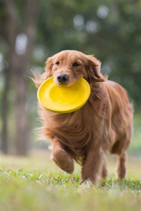 Golden Retriever Puppies Playing Fetch