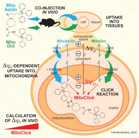 Check spelling or type a new query. Assessing the Mitochondrial Membrane Potential in Cells ...