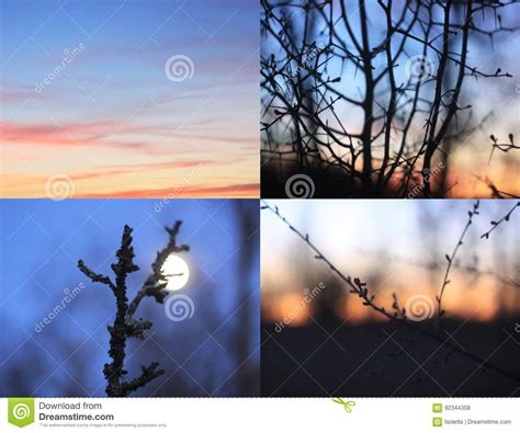 Silhouettes Of Branches Of A Tree In The Dawn Sun Stock Photo Image
