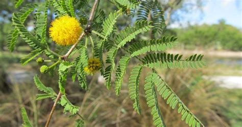 Native Florida Plant Sweet Acacia