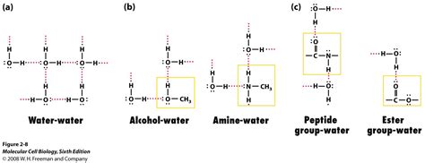 The next issue is whether a bond should be set or not. Hello. Can someone help me with drawing hydrogen bonds ...