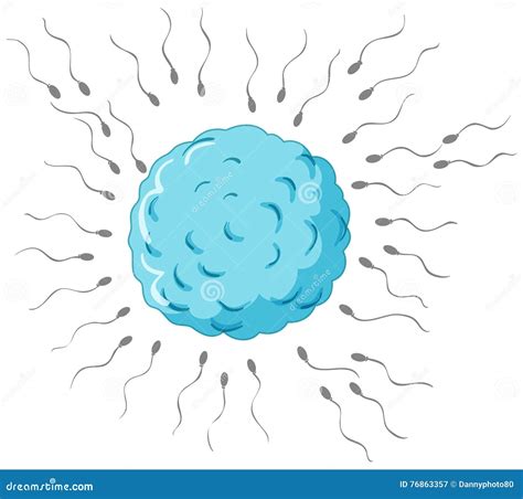 Fertilization With Sperms And Egg Stock Vector Illustration Of
