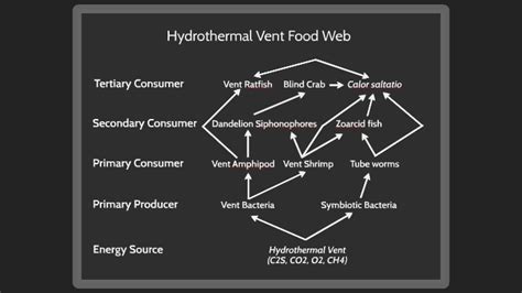 Hydrothermal Vents Food Web