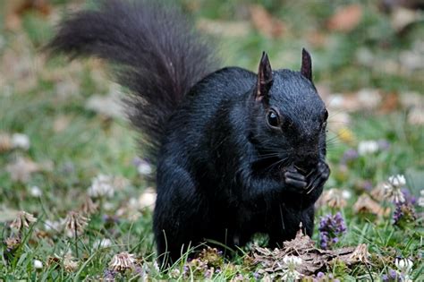 Les écureuils Noirs Une Mutation Rare Et Fascinante Née Du Croisement