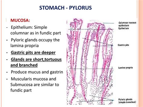 Ppt Histology Of Digestive System Stomach Fundus And Pylorus Powerpoint