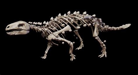 Descubren Nueva Especie De Dinosaurio Acorazado Que Vivió Hace 74