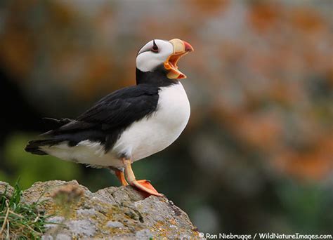 Horned Puffin Photo Blog Niebrugge Images