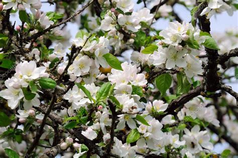 Fiori profumati di luglio e agosto. Albero di mele con fiori bianchi in primavera — Foto Stock #14008838