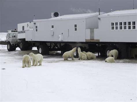 Polar Bear Watching In Canada Helping Dreamers Do