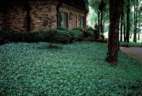 Florida Ground Cover Plants Large Area Covered With