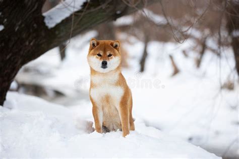 Beautiful Shiba Inu Male Dog Sitting In The Forest In Winter Japanese