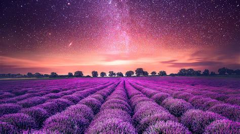 Just love lavender not only for the vivid colors but also its heavenly smell. Starry Sky Lavender field Wallpapers | HD Wallpapers