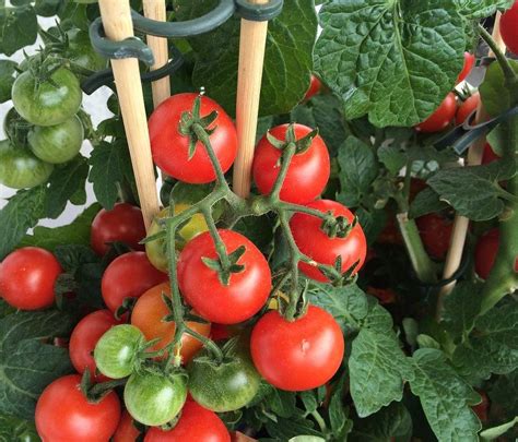 Tuteurer Les Tomates Conseils Et Idées De Tuteurage