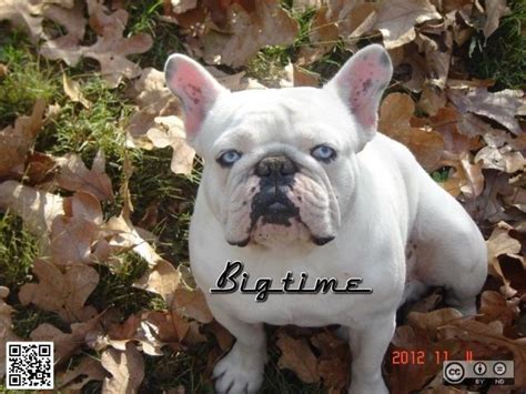 Acceptable french bulldog colors french bulldog breed is famous for its wide variety of colors. AKC Blue eyed blue carrier French Bulldog for Sale in ...