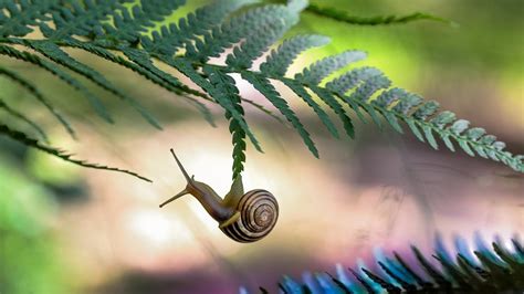🥇 Nature Leaves Snails Ferns Branches Blurred Background Wallpaper