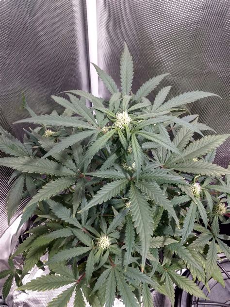 Dutch Passion Auto White Widow Grow Diary Journal Week7 By Noobgrower