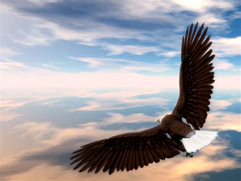Welcome to the website for seagles! How Do Eagles Soar and Not Nose-Dive Like The Other Birds