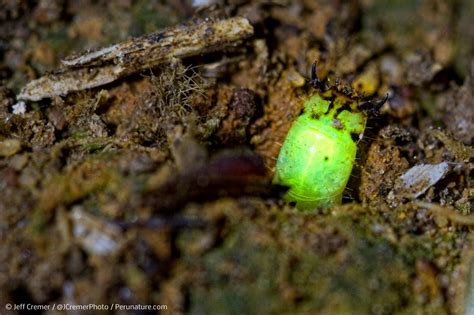 Glowing Predatory Insect Graboids Wired