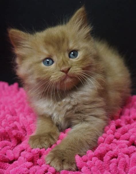 Cinnamon Ragdoll Kitten Baby Cats Kittens Cutest Beautiful Cats