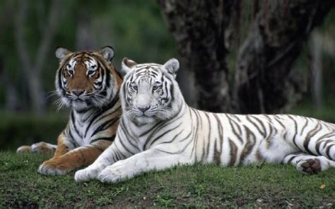 Bengaluru Photographer Spots Rare White Tiger In Nilgiris For The First