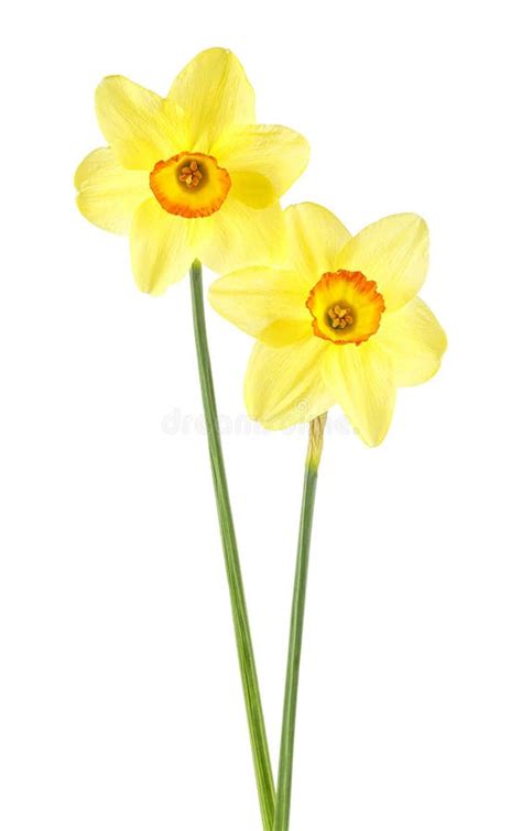 Two Flower Of Yellow Daffodil Narcissus Isolated On White Background