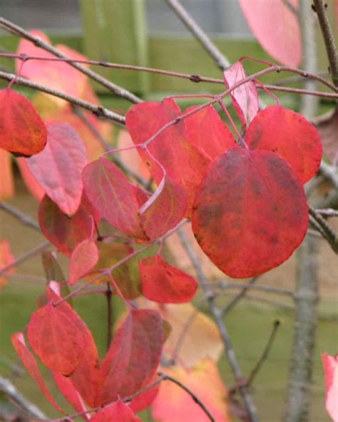 Katsura Tree Growing And Care