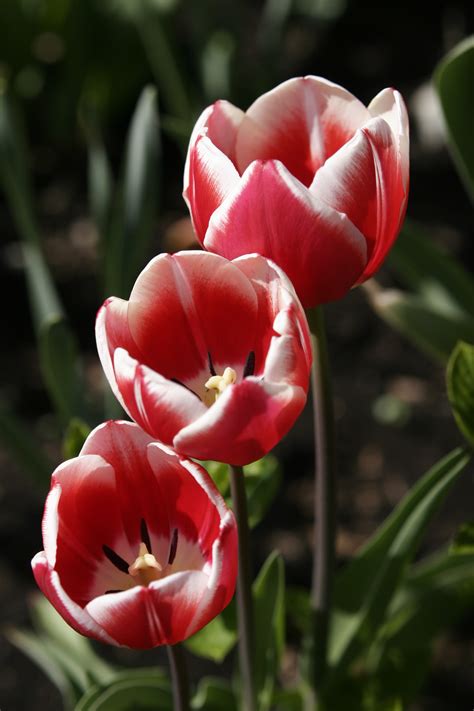 Fotos Gratis Flor Pétalo Florecer Floral Tulipán Primavera Rojo