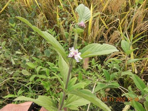 Lippia Alba Introduced Eflora Of India
