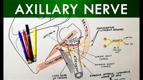 Axillary Nerve Course And Branches Anatomy Tutorial Youtube