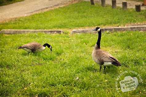 Canada Goose Free Stock Photo Geese Looking For Food Royalty Free