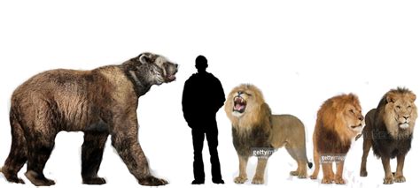 Short Faced Bear Vs 3 African Lions Battles Comic Vine