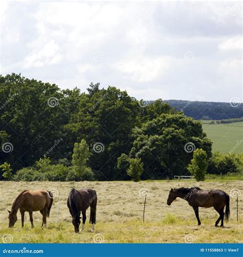 Horses In Countryside Stock Image Image Of Scenery Grazing 11558863