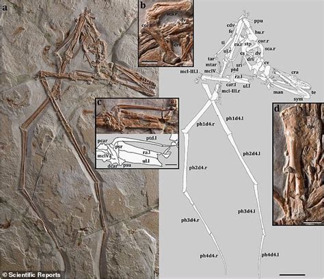 Researchers Discover New Species Of Pterosaur That Lived On Crustaceans Around Lebanon Daily