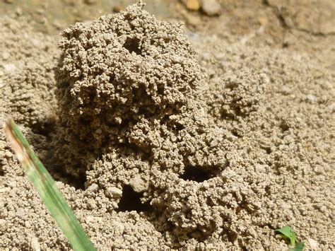 Start by marking tiny workers: REFLECTIONS: Backyard Ant Hill