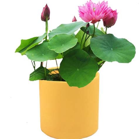 20pcs Bowl Lotus Seeds Lotus Flower Bonsai Aquatic Plants For Home